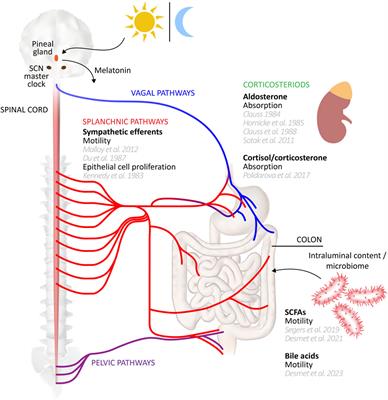 Circadian rhythms in colonic function